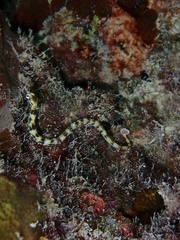 Corythoichthys flavofasciatus