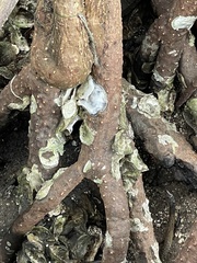 Isognomon alatus