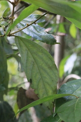 Neolitsea dealbata