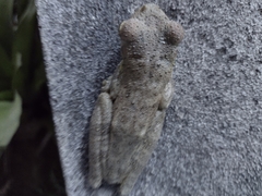 Itapotihyla langsdorffii