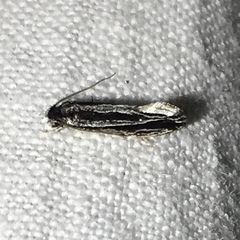Nemapogon rileyi