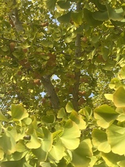 Ginkgo