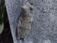 Itapotihyla langsdorffii