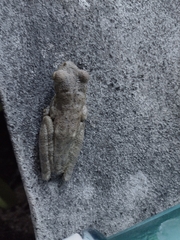 Itapotihyla langsdorffii