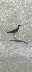 Tringa semipalmata
