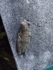 Itapotihyla langsdorffii