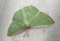 Prasinocyma semicrocea