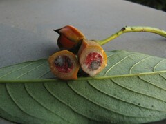 Tabernaemontana alternifolia
