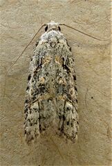 Heterocrossa gonosemana