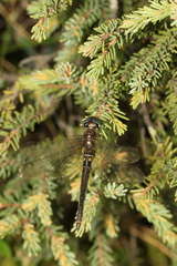 Somatochlora brevicincta