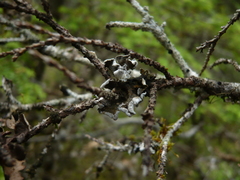 Erioderma sorediatum