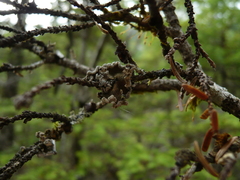 Erioderma sorediatum