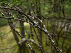 Erioderma sorediatum