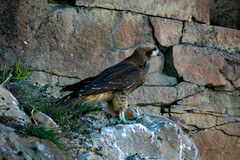 Daptrius albogularis