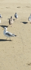 Larus californicus