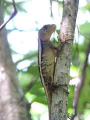 Enyalius iheringii