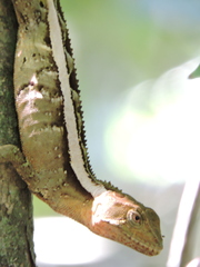 Enyalius iheringii