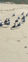 Larus californicus