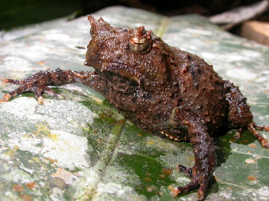 New Guinea Bush Frog