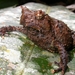 New Guinea Bush Frog - Photo (c) Michael Pennay, some rights reserved (CC BY-NC-ND)