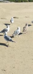 Larus californicus