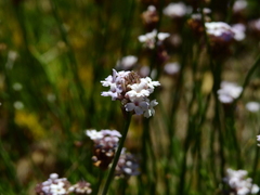 Junellia spathulata