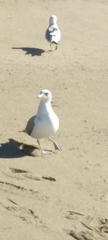 Larus californicus