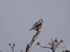 Gampsonyx swainsonii