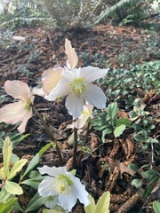 Helleborus