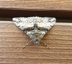 Gastrinodes argoplaca