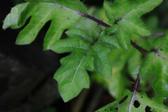 Leptostemonum