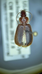 Cymindis punctifera