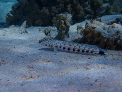 Parapercis millepunctata