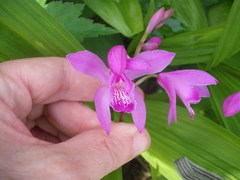 Bletilla striata