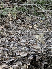 Toxicodendron diversilobum