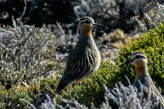 Oreopholus ruficollis