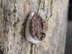 Coccoidea