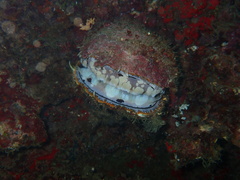 Spondylus varius