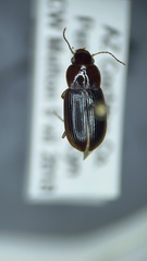 Selenophorus concinnus