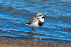 Charadrius falklandicus