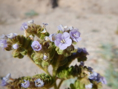 Phacelia coerulea