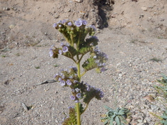 Phacelia coerulea