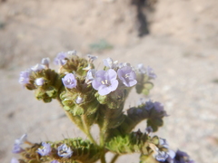 Phacelia coerulea
