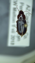 Selenophorus concinnus