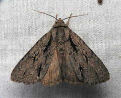 Acronicta hasta