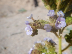 Phacelia coerulea