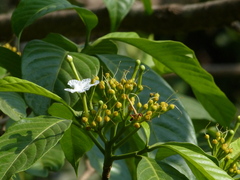 Tabernaemontana alternifolia