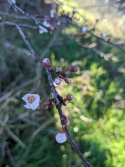 Prunus cerasus