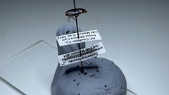 Selenophorus concinnus