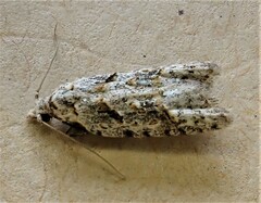 Heterocrossa gonosemana